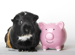 Cavia Care - Hilfe für unvermittelbare Meerschweinchen