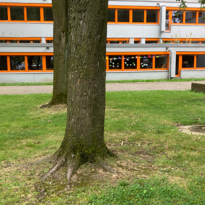 Bänke unter Schulhofbäumen