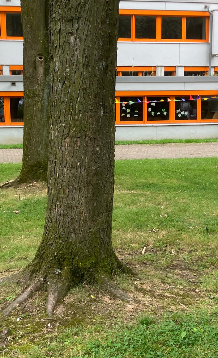 Bänke unter Schulhofbäumen