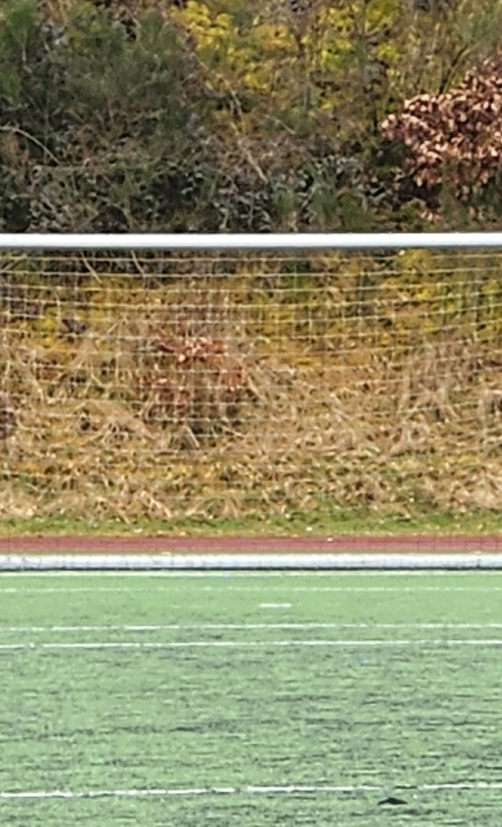 Neue Tore für Fair Play Arena Jünkerath