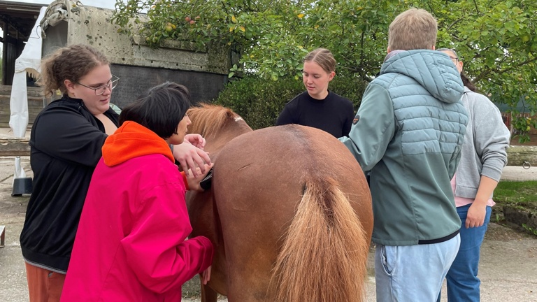 Tiergestütztes Arbeiten mit Pferden für Menschen mit Behinderung