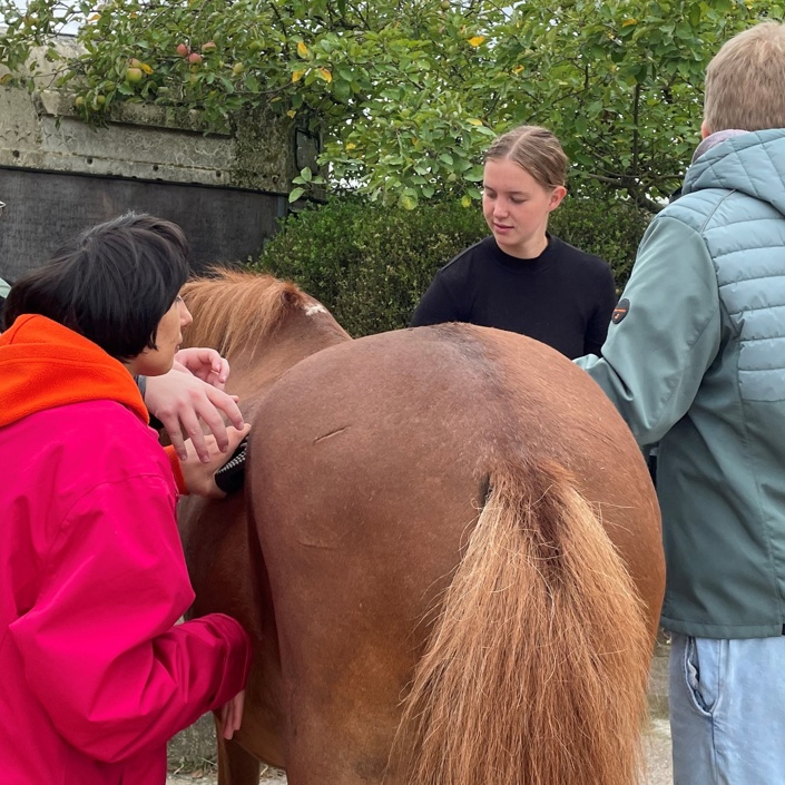 Tiergestütztes Arbeiten mit Pferden für Menschen mit Behinderung