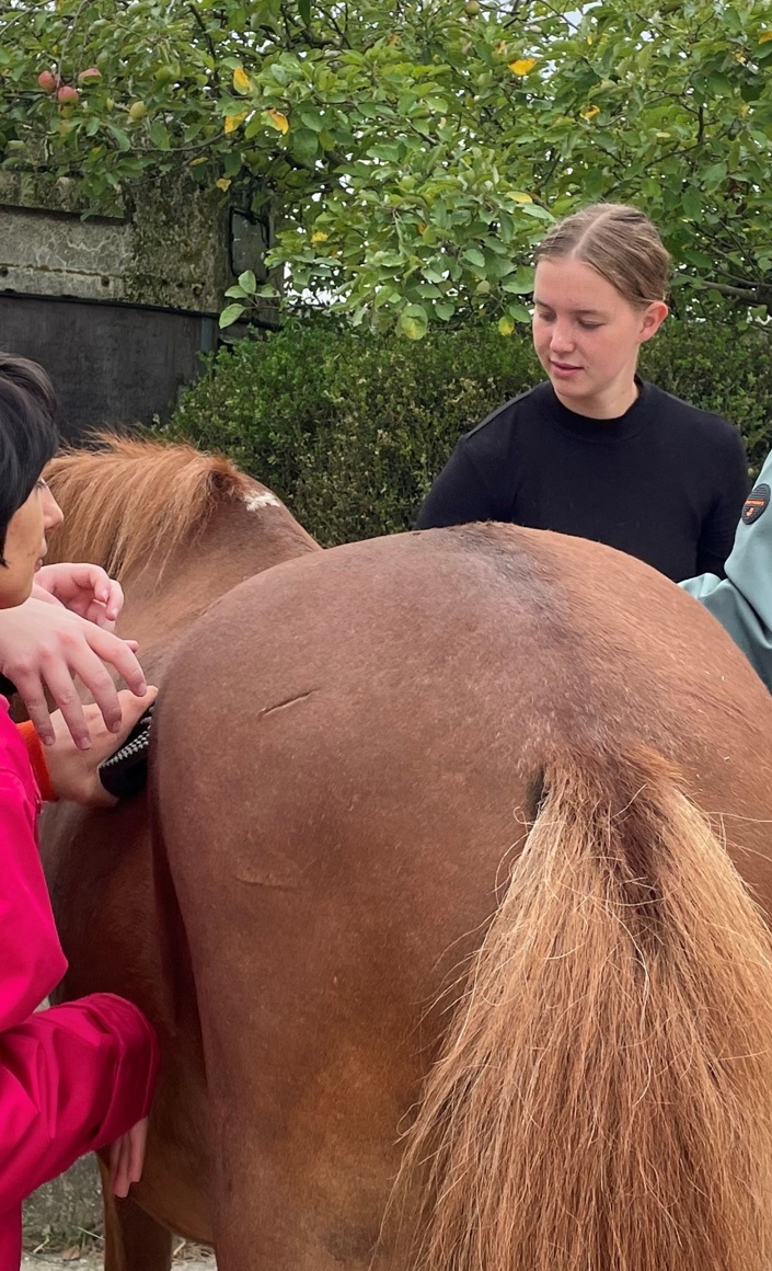 Tiergestütztes Arbeiten mit Pferden für Menschen mit Behinderung