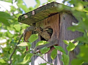 Nistkästen für heimische Vögel