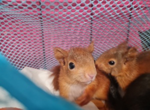 Artenschutzprojekt Eichhörnchen (Aufzucht und Auswilderung)
