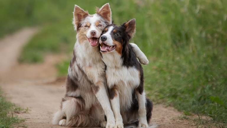 Gemeinsam für den neuen Rasenmäher-Traktor
