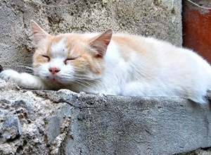 Kratzbäume für unsere Katzen