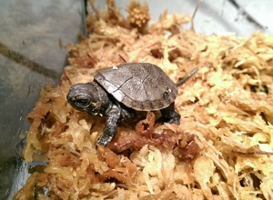 Zaun für gestrandete Schildkröten