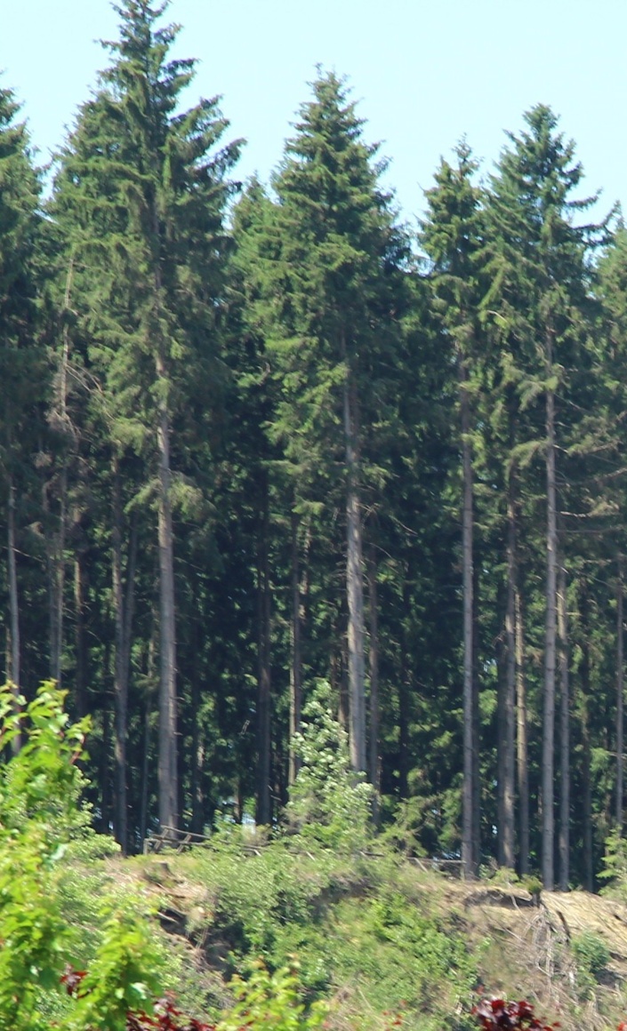 Aussichtspunkt am Tanzberg