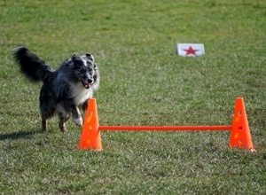 Vulkan Dogs e.V. - Rally Obedience Ausstattung