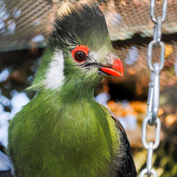 Sanierung Altes Winterhaus Vogelpark Viernheim