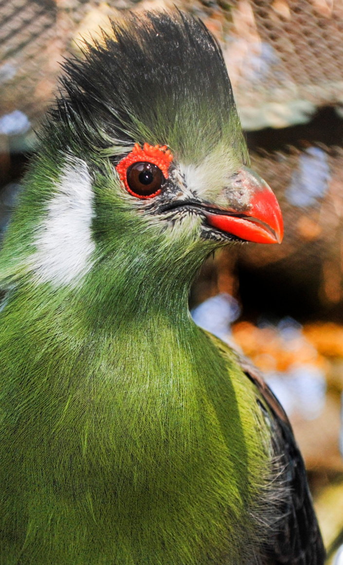 Sanierung Altes Winterhaus Vogelpark Viernheim
