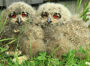 Tribüne für die Auffang- und Pflegestation für Greifvögel und Eulen
