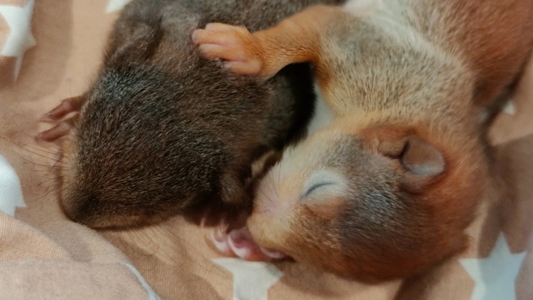 Lebensrettende Inkubatoren für verwaiste Wildtierbabys