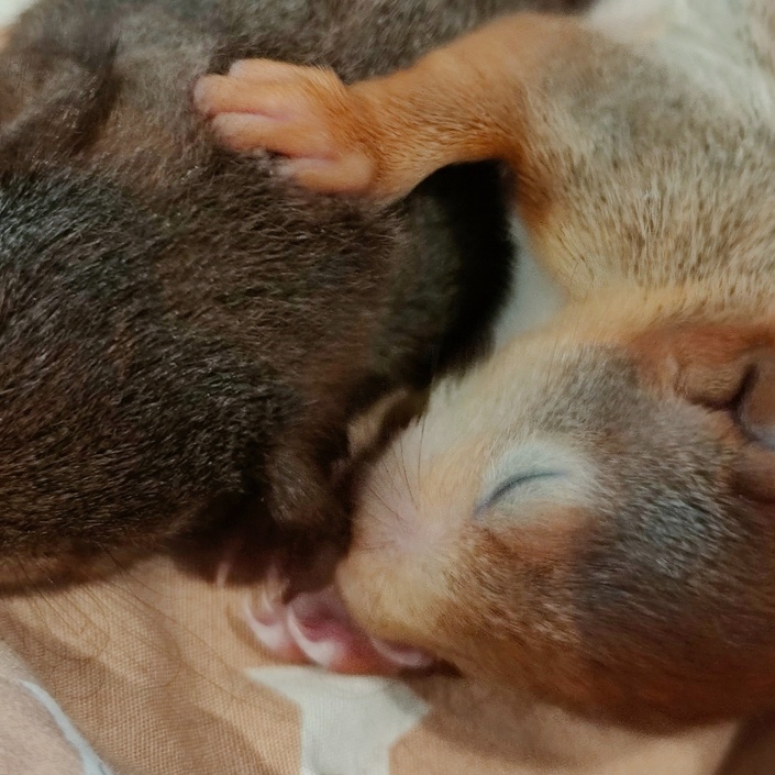 Lebensrettende Inkubatoren für verwaiste Wildtierbabys