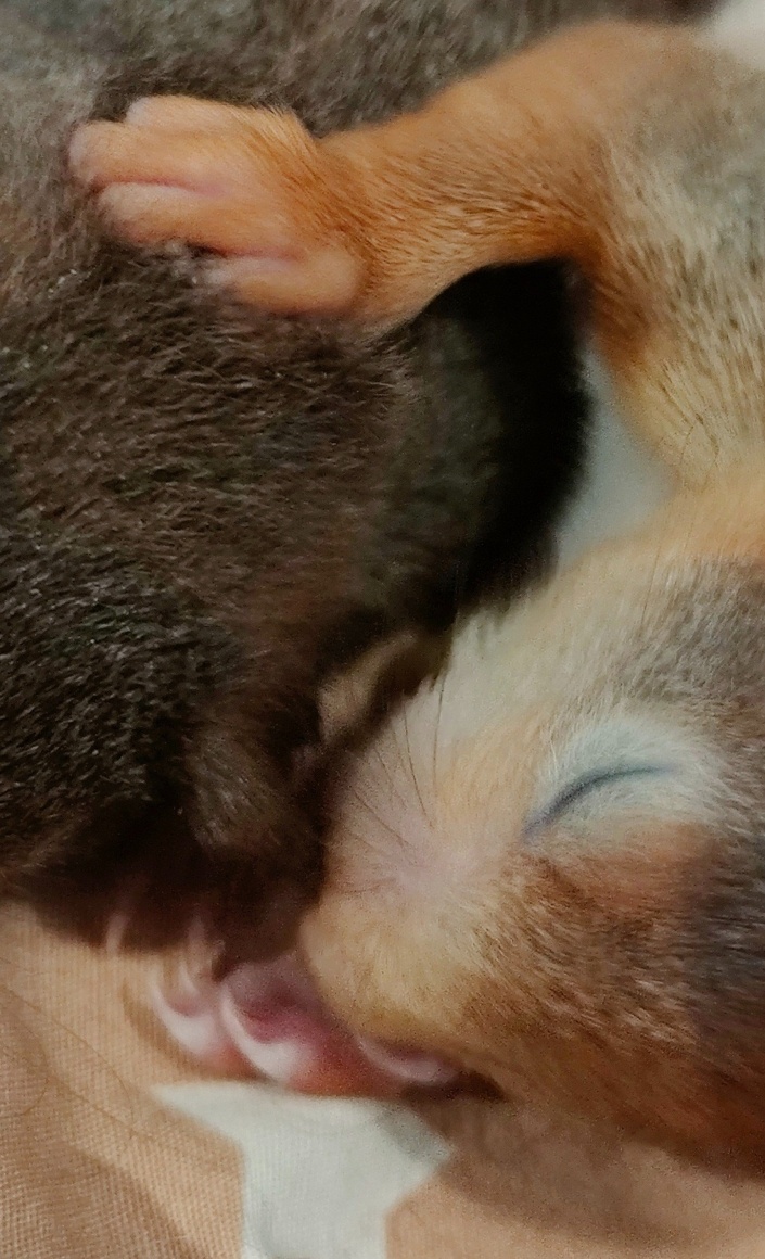 Lebensrettende Inkubatoren für verwaiste Wildtierbabys