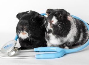Cavia Care - Hilfe für unvermittelbare Meerschweinchen