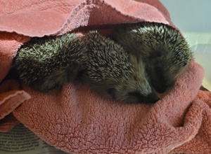 Lebensrettende Inkubatoren für verwaiste Wildtierbabys