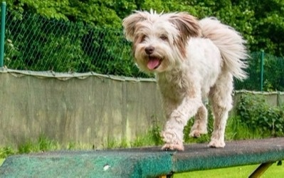 Agility-Geräte für die Hundesportfreunde Sinzig