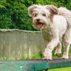 Agility-Geräte für die Hundesportfreunde Sinzig