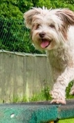 Agility-Geräte für die Hundesportfreunde Sinzig