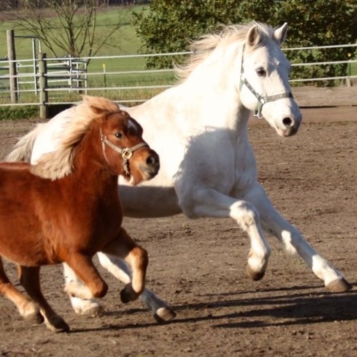 Unser Gnadenhof für Tiere