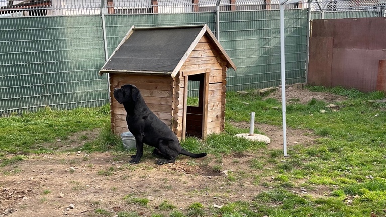 Artgerechter Aussenbereich für unsere Hunde