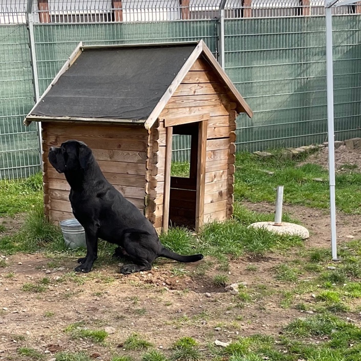 Artgerechter Aussenbereich für unsere Hunde