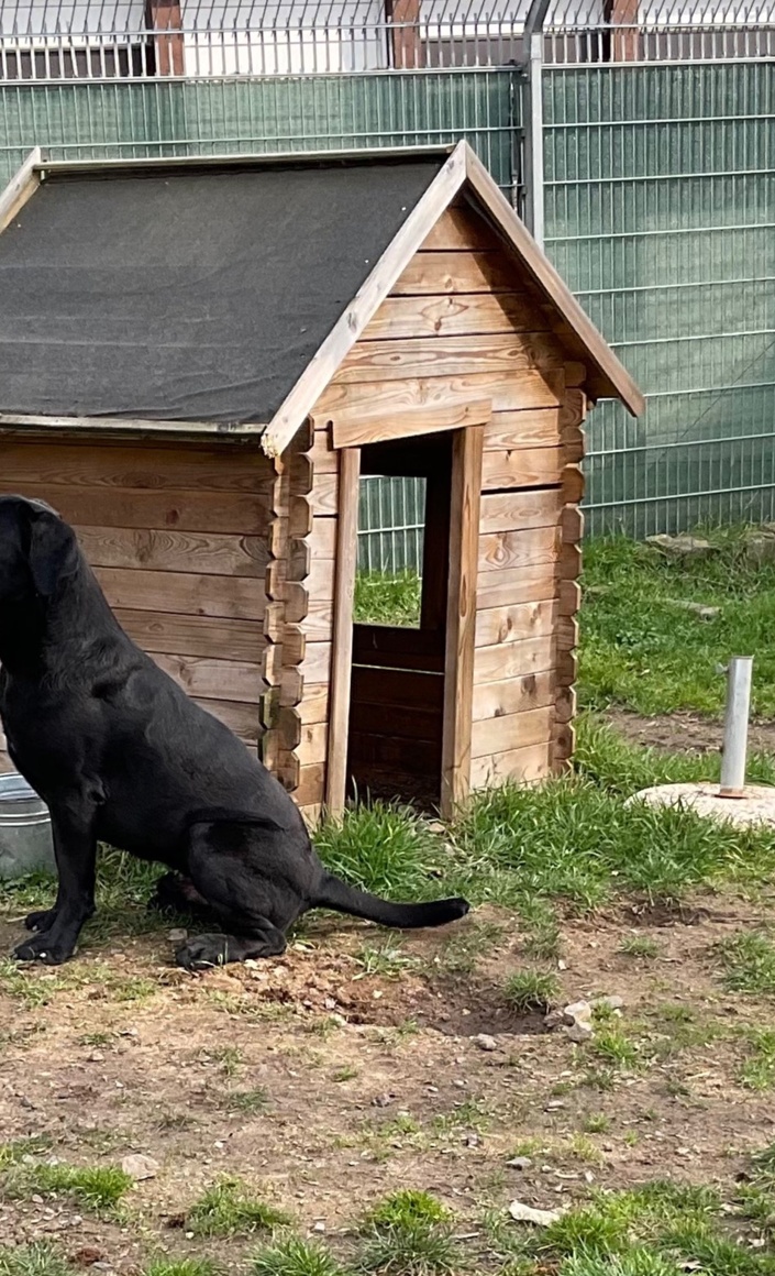 Artgerechter Aussenbereich für unsere Hunde
