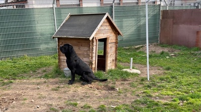 Artgerechter Aussenbereich für unsere Hunde