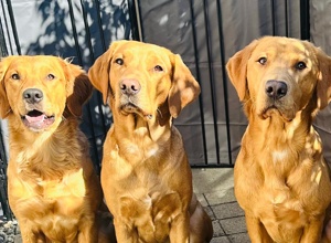 Tierärztliche Eignungsuntersuchungen für 2 Labrador Retriever