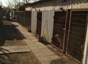 Hütten für unser Tierheim in Ungarn