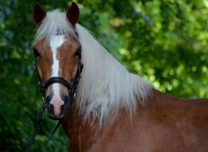 Kauf eines neuen Vereinspferdes RG Hegnach-Oeffingen
