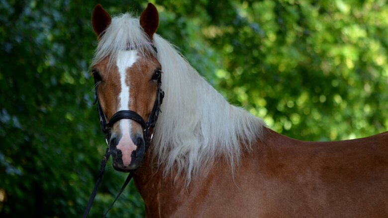 Große Ansicht vom Video