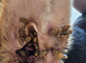 Jetzt schon an den Sommer denken – Schutz für unsere Hunde in Griechen