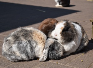 Unterstützung der Tiere auf der Kinder- und Jugendfarm Darmstadt e.V.