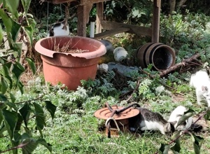 Kastrationsaktion Katzen Hollenbacher See
