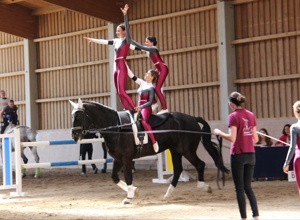 Neues Pferd für unsere Voltigierer