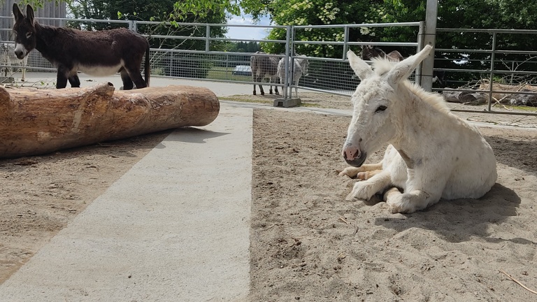 Überdachung Sandplatz für die Esel-Stuten