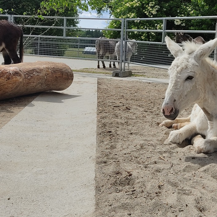 Überdachung Sandplatz für die Esel-Stuten