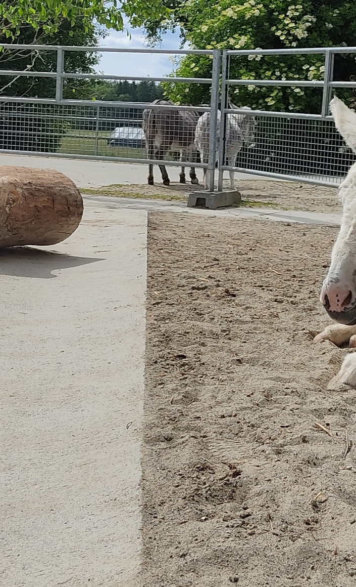 Überdachung Sandplatz für die Esel-Stuten