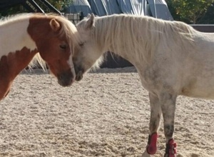Futter für die Tiere der Jugendfarm Böblingen e.V.