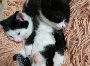 Lebensretter Inkubator für unser Katzenhaus in Gronau