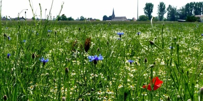 Knittelsheim blüht