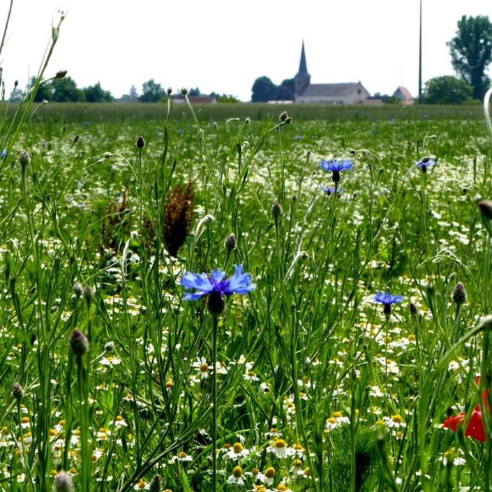 Knittelsheim blüht