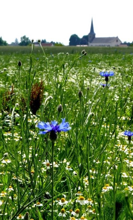 Knittelsheim blüht