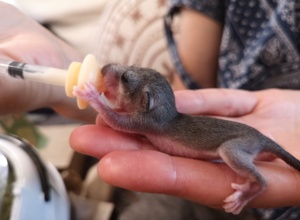 Lebensrettende Inkubatoren für verwaiste Wildtierbabys