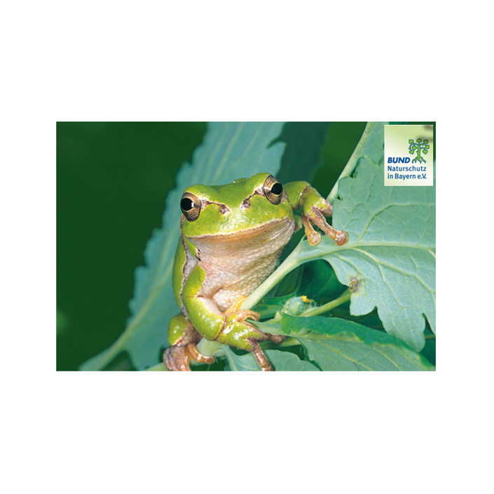 Projekt Froschkönig