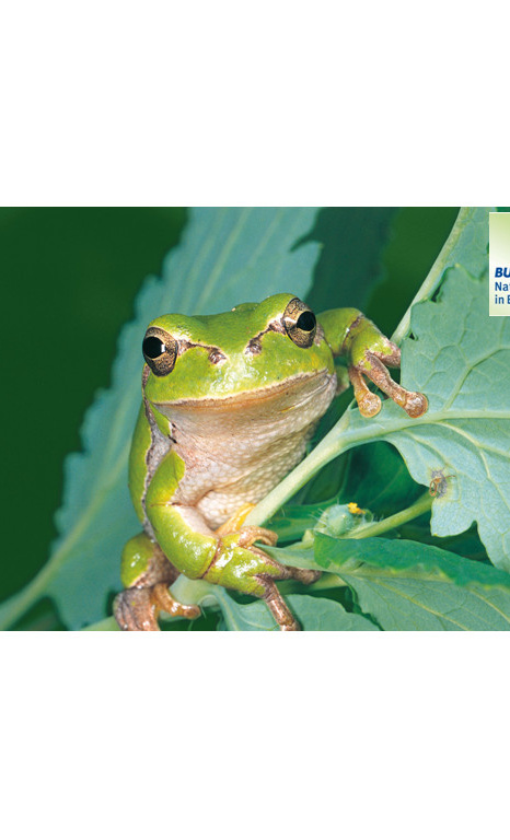Projekt Froschkönig