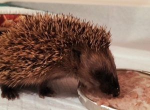 Igelrettung Ortenau braucht zwei Inkubatoren für kranke Igel